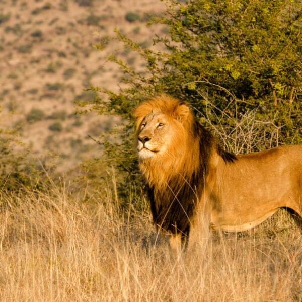 game viewing Madikwe