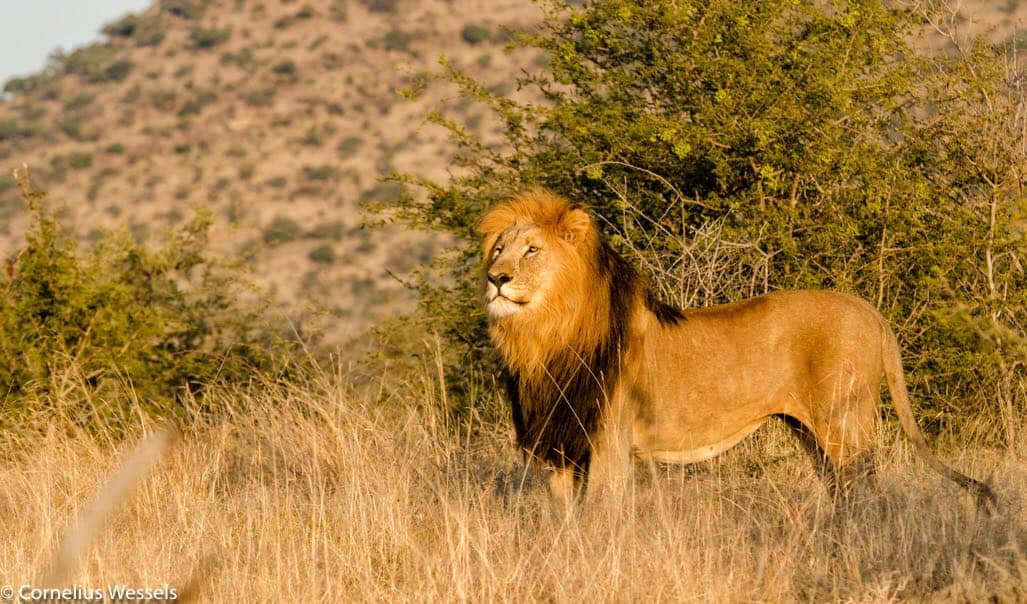 game viewing Madikwe