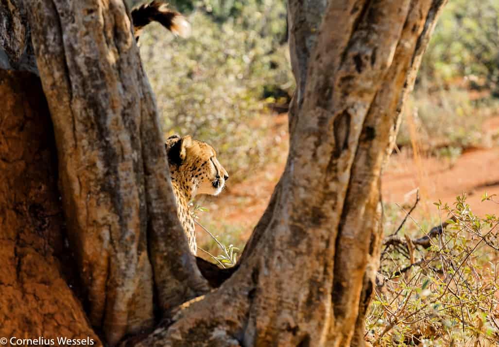 Madikwe game viewing