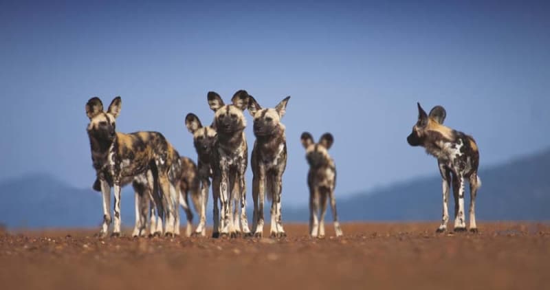 Madikwe accommodation