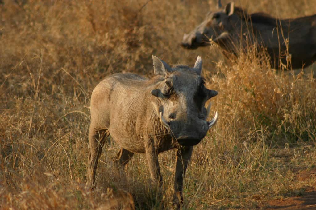 Big 5 safaris