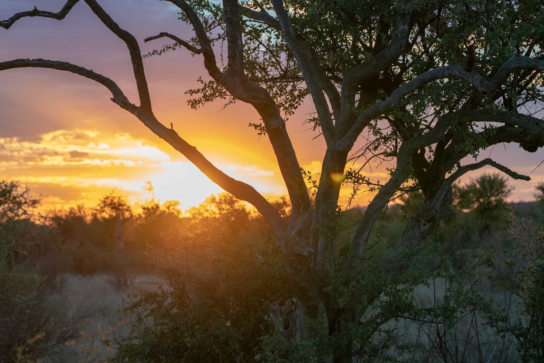 Madikwe Game Reserve