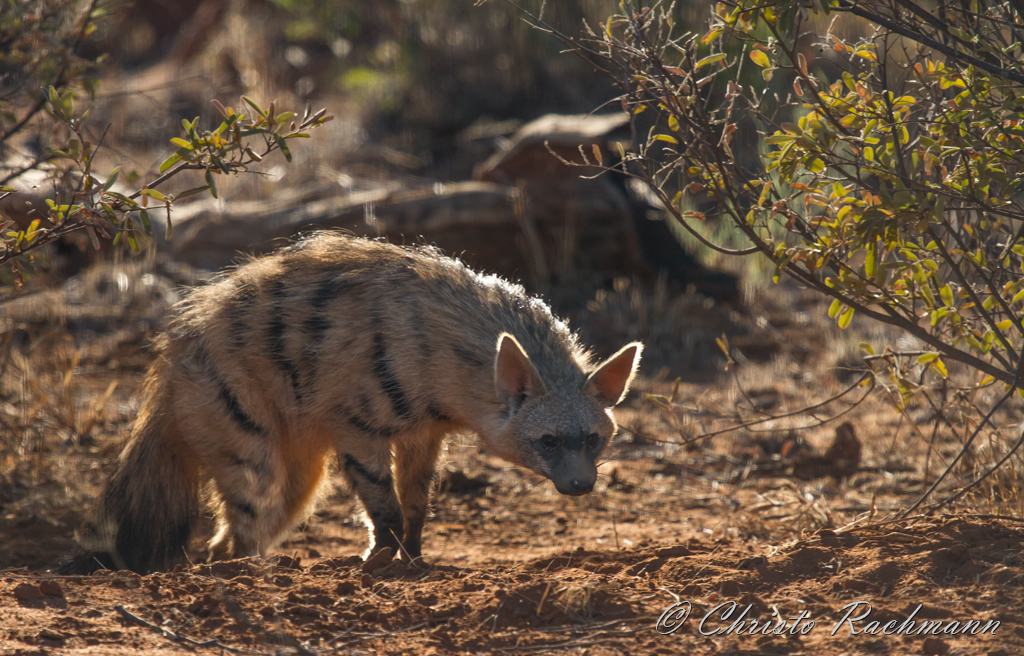 Introducing the Shy Five of Madikwe Game Reserve