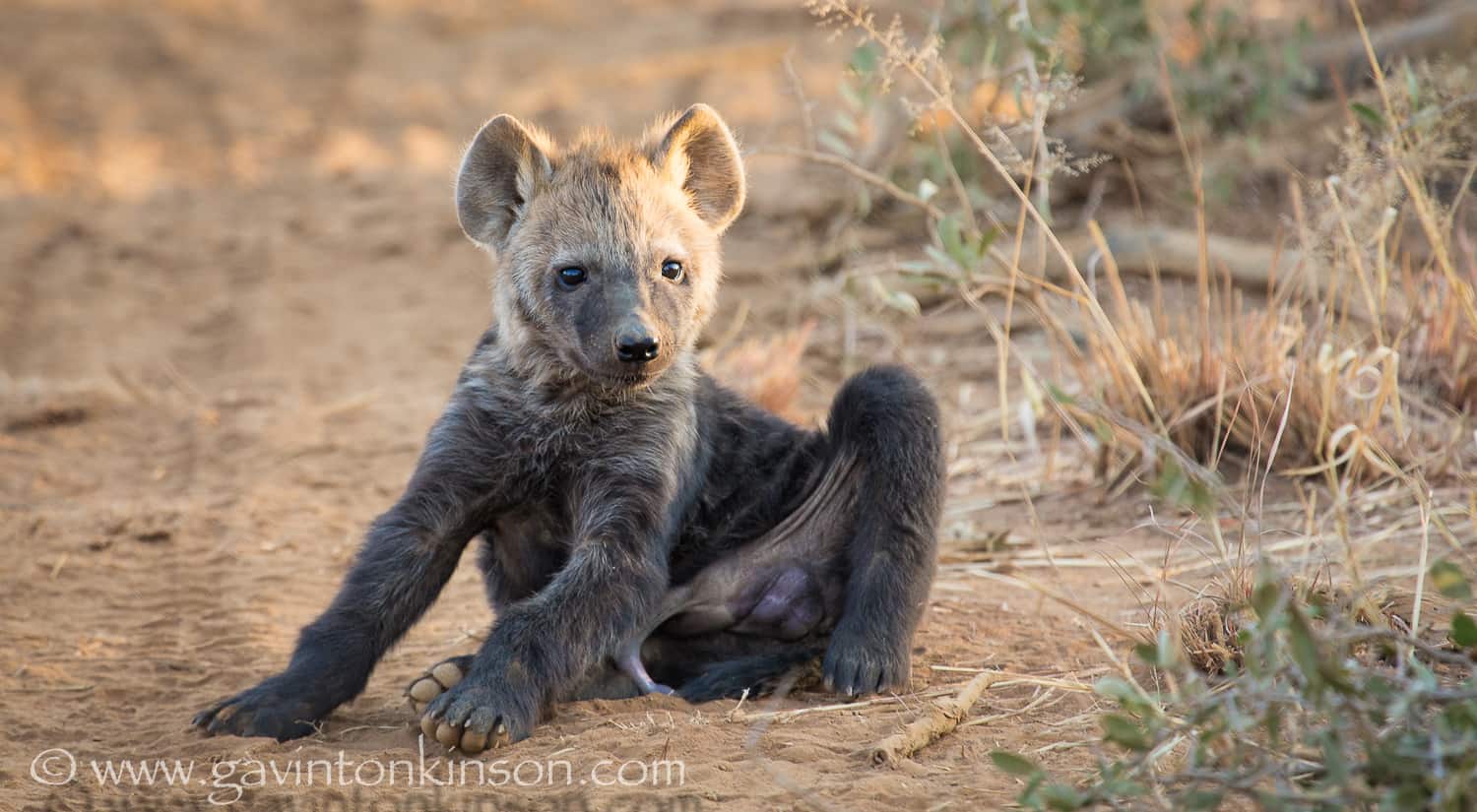 Hyena Facts You Didn’t Know