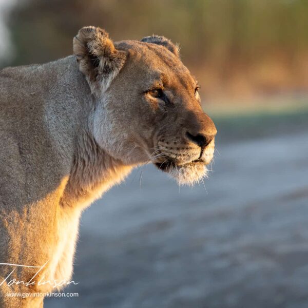 lion photography