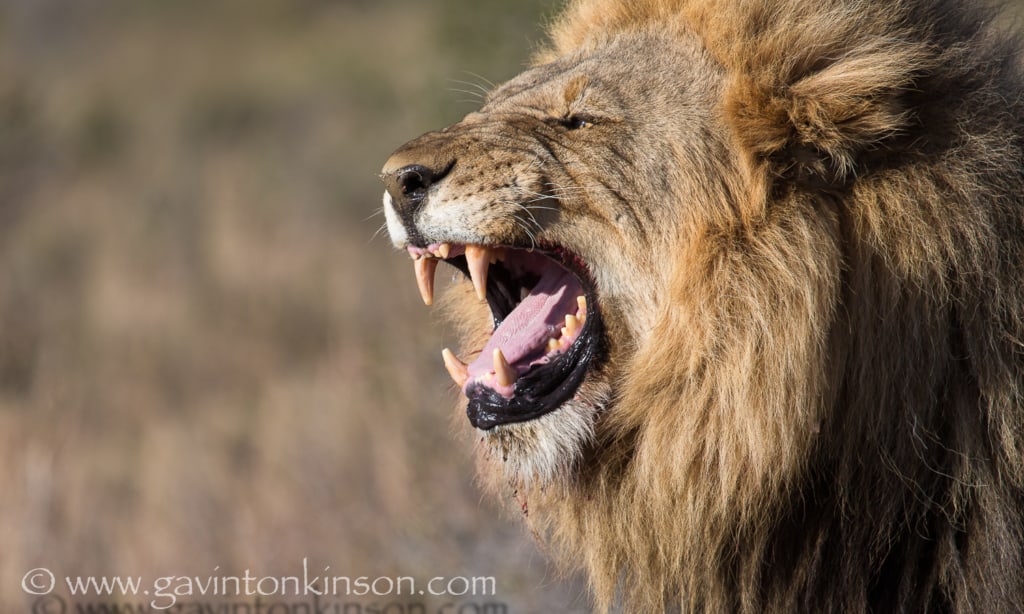 Lion Photography Blog 