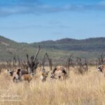 private game reserves in north west