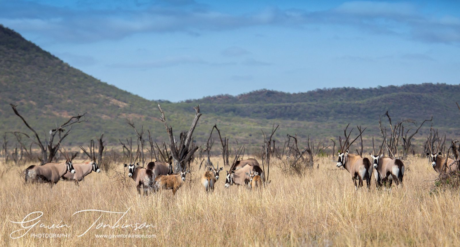 Gavin’s 2022 Game Drive Highlights