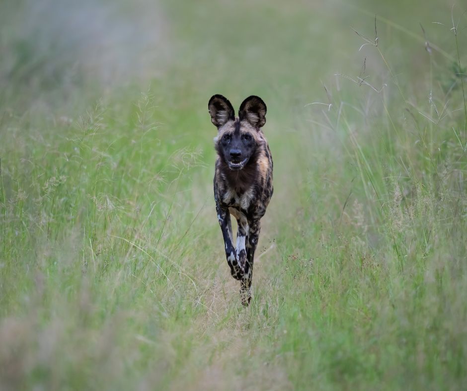 Getting to know African Wild Dogs