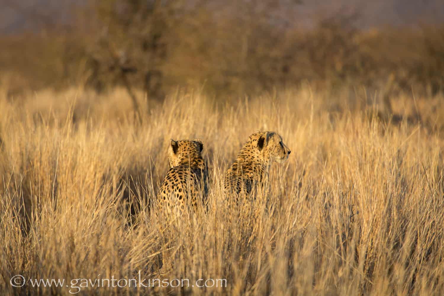 cheetah experience south africa