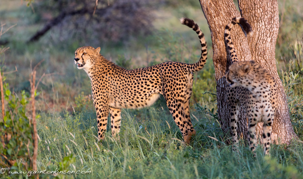 A Guide to Spotting Cheetah in Madikwe Game Reserve