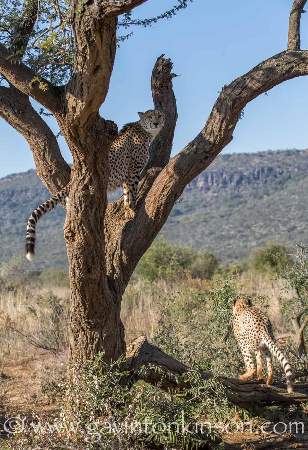 cheetah madikwe game reserve