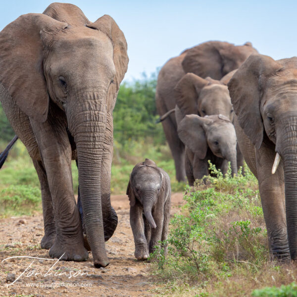 elephant photography