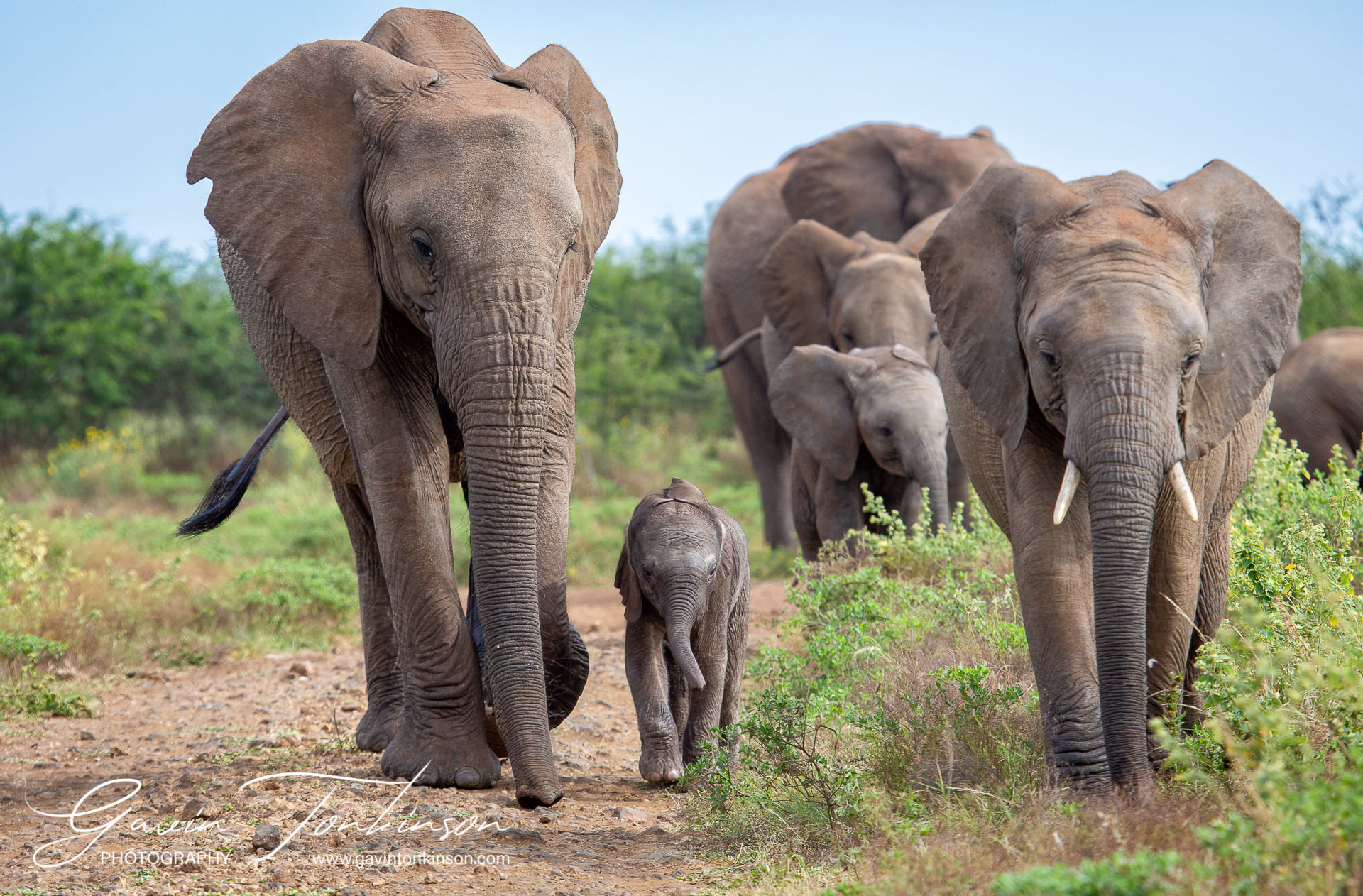 elephant photography