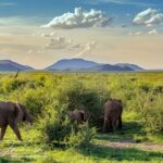 green season madikwe