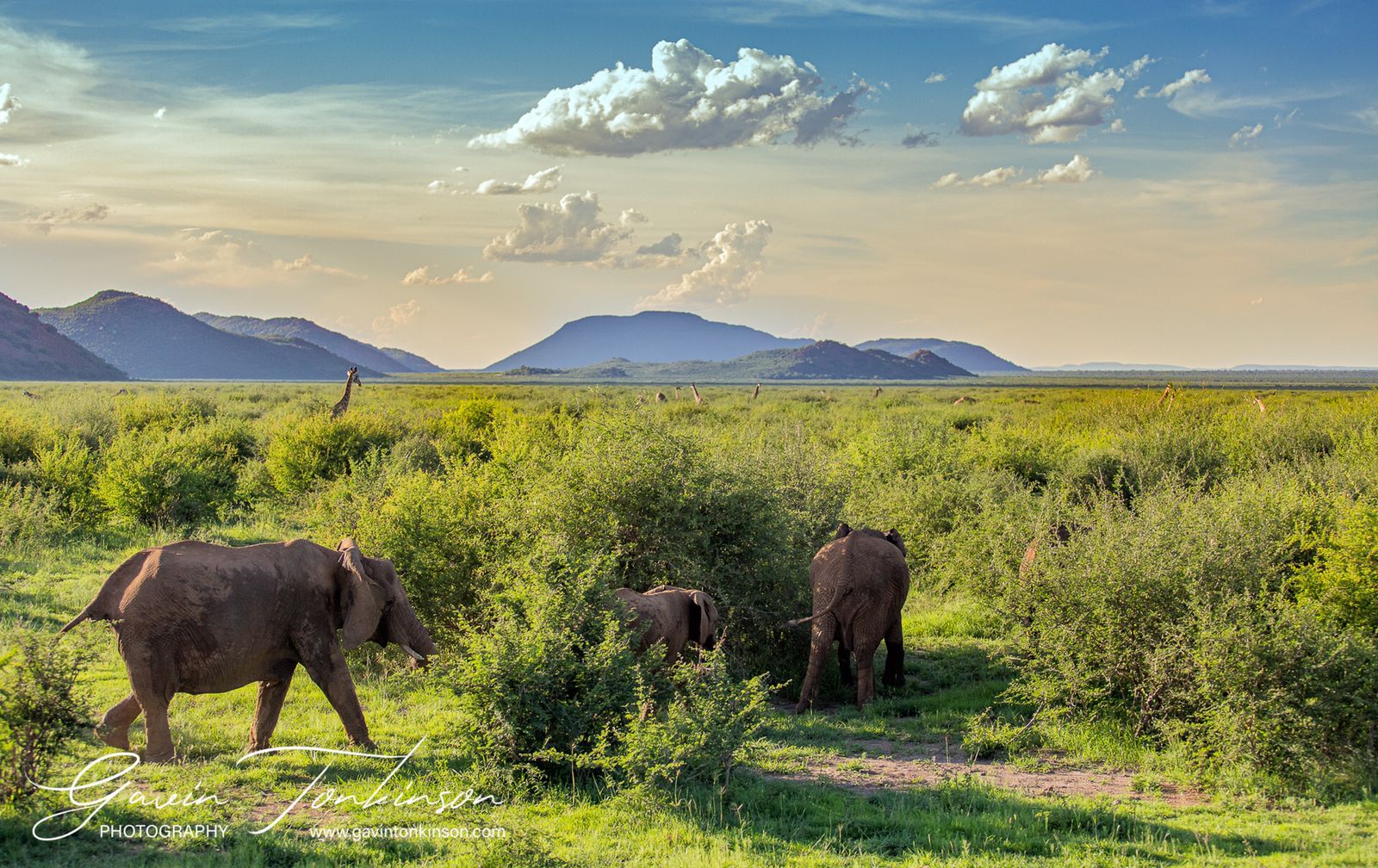 green season madikwe