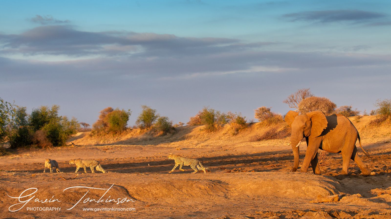 wildlife photography