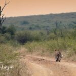 madikwe game reserve leopards